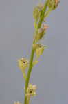 Oldfield toadflax